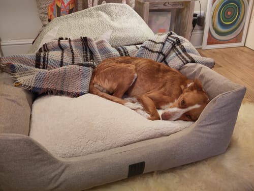 Customer photo review of 100% Recycled Fluffy Dog Blanket - Buttercream
