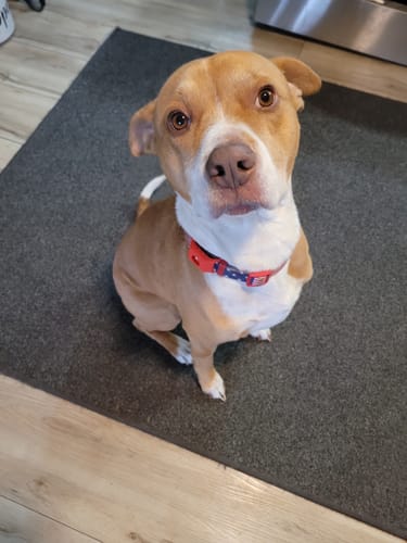 Customer photo review of FurLife™ 12 Months Flea and Tick Free