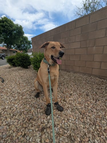 Customer photo review of WagWellies® Mojave