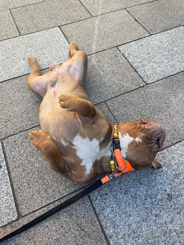 Vanessa D. review of Slip N' Clip Collar | XS-M Breeds - Orange image 1 out of 1