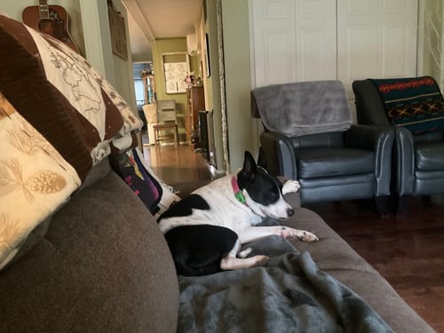 Customer photo review of FurLife™ 12 Months Flea and Tick Free