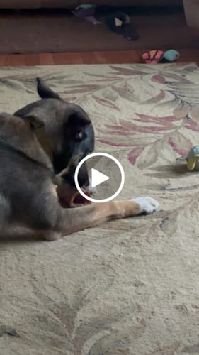 Customer video review of Smoked Beef Marrow Bone
