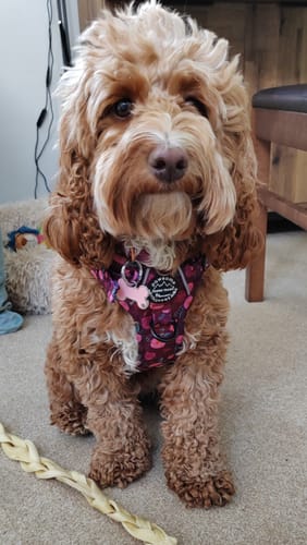 Customer photo review of Tough Trails™ Harness - Mable's Meadow