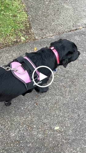 Customer video review of No Pull Dog Harness Australia