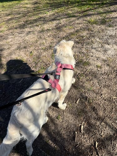 Kate B. review of Training Anti Pull TRI-Harness® | M-XL Breeds - Pink image 1 out of 1