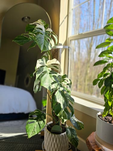 Customer photo review of Plant Food