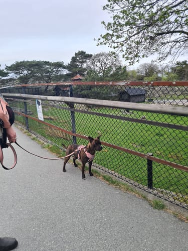 Veronica L. review of 1.4m Active Light Lead - Pink image 1 out of 1