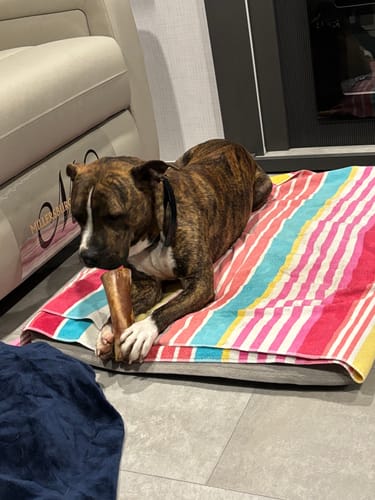 Customer photo review of Smoked Beef Marrow Bone