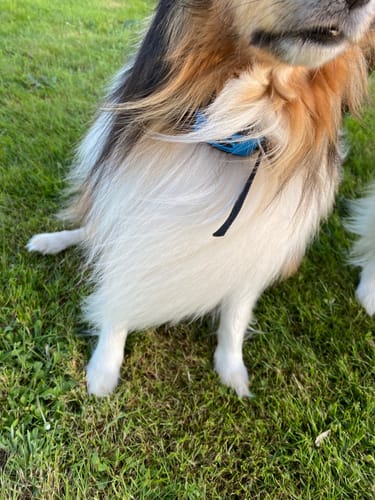 Customer photo review of Chargeur spécialement conçu pour le collier Anti Aboiement