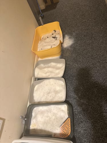 Customer photo review of 1 Month Supply - 5 Cats