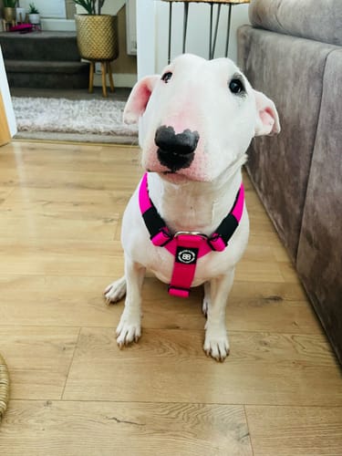 Jamie M. review of Training Anti Pull TRI-Harness® | M-XL Breeds - Magenta image 1 out of 2