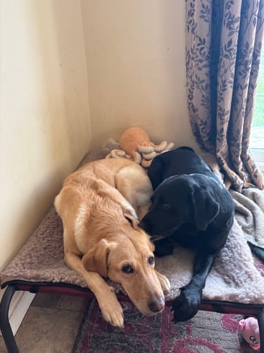 Customer photo review of 20% OFF Mink & Herringbone Cotton Luxury Cosy Topper