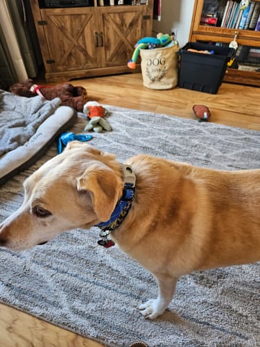 Customer photo review of FurLife™ 12 Months Flea and Tick Free