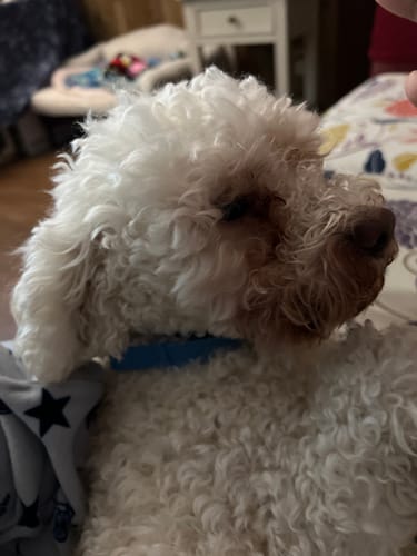 Customer photo review of FurLife™ - 8 Months Flea and Tick Collar for Dogs
