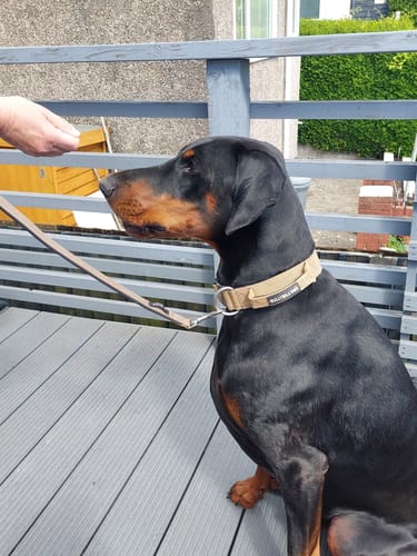 Mark A. review of 1.4m Step In Lead - Tan image 1 out of 1