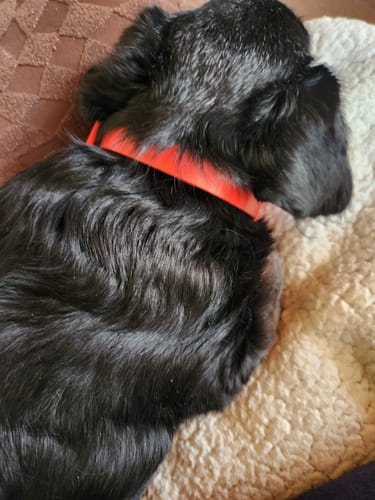 Customer photo review of FurLife™ - 8 Months Flea and Tick Collar for Dogs