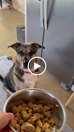 Customer video review of Adult Canine Food Bars: Turkey and Duck Recipe - IWB Case