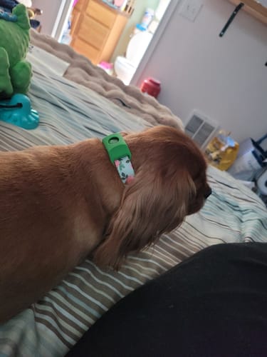 Customer photo review of FurLife™ 12 Months Flea and Tick Free