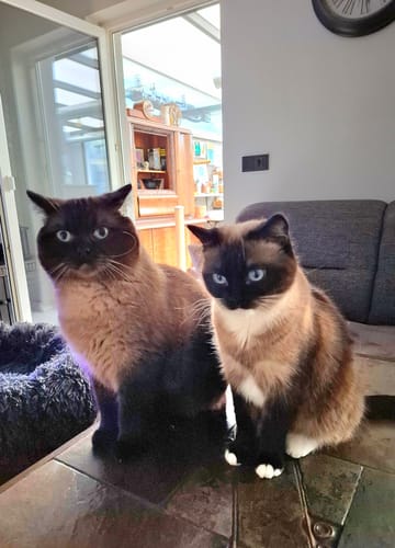 Customer photo review of Naturreines Katzenstreu