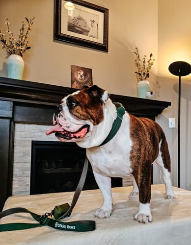 Customer photo review of Comfort Control Collar Set - Army Green