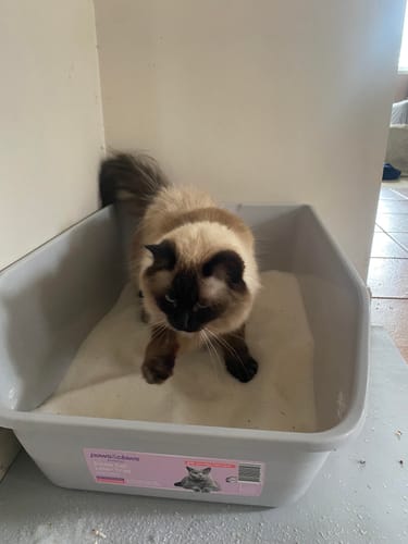 Customer photo review of 1 Month Supply – 1 Cat