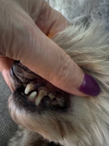 Customer photo review of Fresh Breathies Dental Health Chews