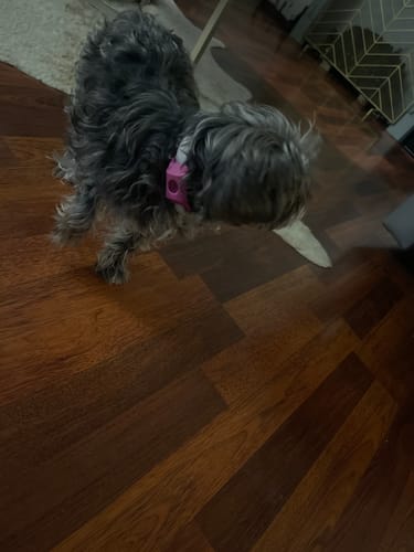 Customer photo review of FurLife™ - 12 Months Flea and Tick Tags for Dogs