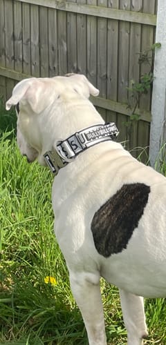 Carl H. review of 5cm Limited Edition Collar Width & Adjustable Lead Set image 1 out of 3