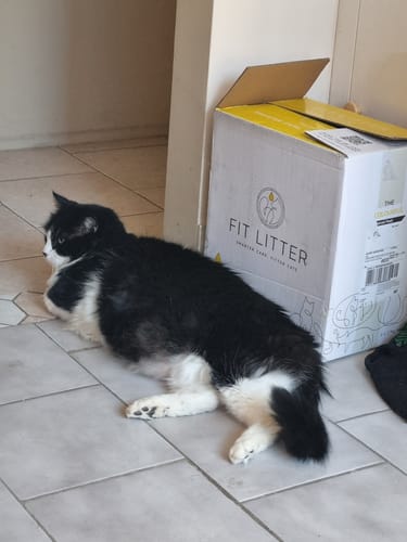 Customer photo review of 3 Month Supply - 1 Cat