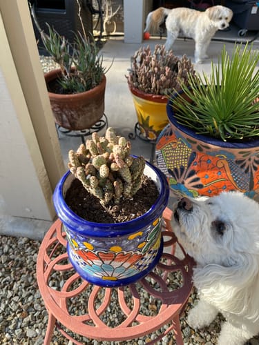 Customer photo review of Opuntia rufida minima monstrose | Mini cinnamon cactus