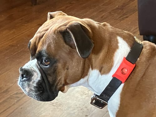 Customer photo review of FurLife™ - 12 Months Flea and Tick Tags for Dogs
