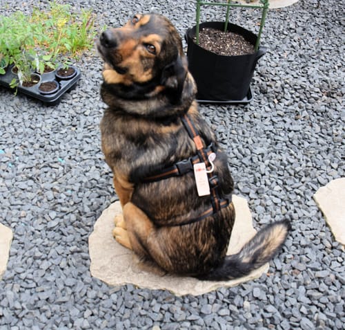 Customer photo review of Comfort Sicherheitsgeschirr, Panikgeschirr