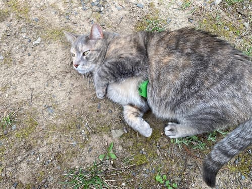 Customer photo review of FurLife™ 12 Months Flea and Tick Free