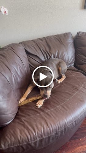 Customer video review of Ostrich Shaft Bones (11" x 2"): The Long-Lasting, Flavorful Chew for Medium to Large Dogs