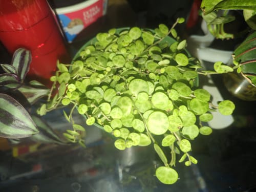 Customer photo review of Peperomia prostrata | String of Turtles