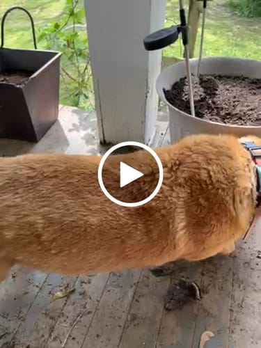 Customer video review of FurLife™ 12 Months Flea and Tick Free