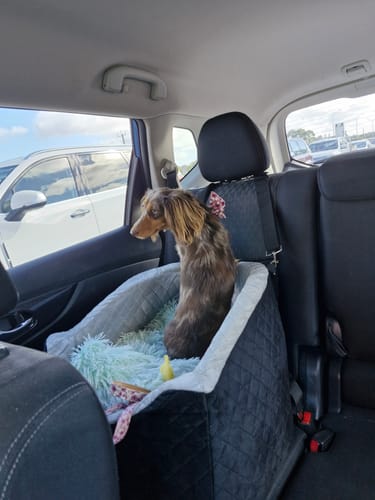 Customer photo review of Pawz Dog Car Booster Seat Belt Safety Protector Pet Travel Bed Basket Washable