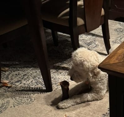 Customer photo review of Smoked Beef Marrow Bone