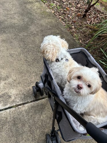 Customer photo review of PaWz Large Dog Stroller Cruiser