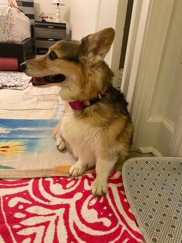 Customer photo review of FurLife™ 12 Months Flea and Tick Free