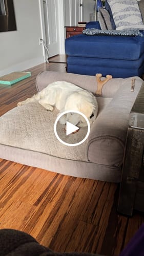Customer video review of Medium Dog Black Friday Bundle (Your 12oz Jerky+4 Med Bones)