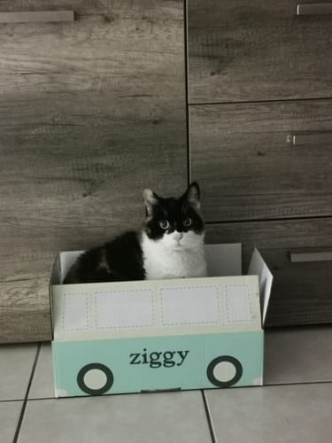 Avis photo d'un client sur Probiotiques Chat - Flore Digestive