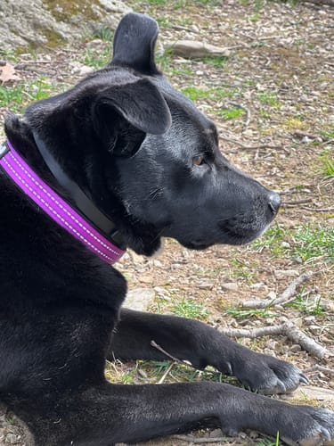 Customer photo review of FurLife™ - 8 Months Flea and Tick Collar for Dogs