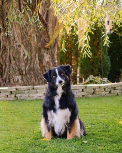 Customer photo review of FurLife™ 12 Months Flea and Tick Free