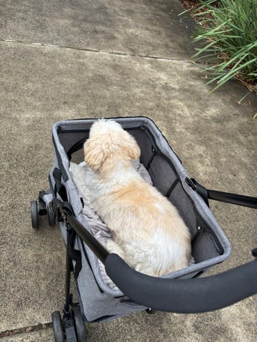 Customer photo review of PaWz Large Dog Stroller Cruiser