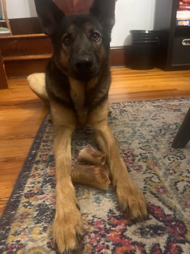 Customer photo review of Smoked Beef Marrow Bone
