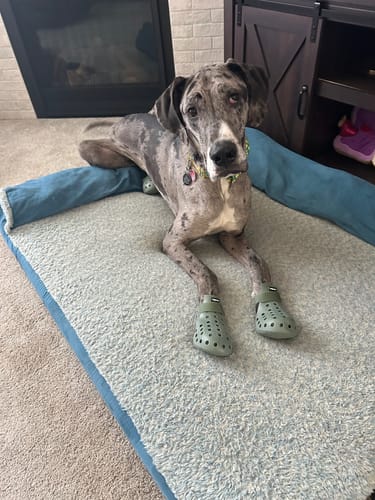 Customer photo review of WagWellies® Mojave