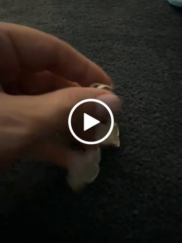 Customer video review of CLOVER EARRINGS WHITE MOP 4 MOTIFS SILVER
