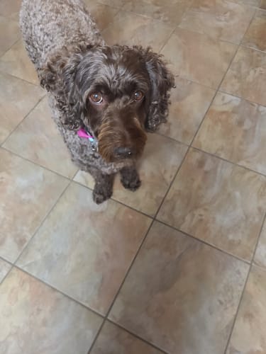 Customer photo review of FurLife™ 12 Months Flea and Tick Free