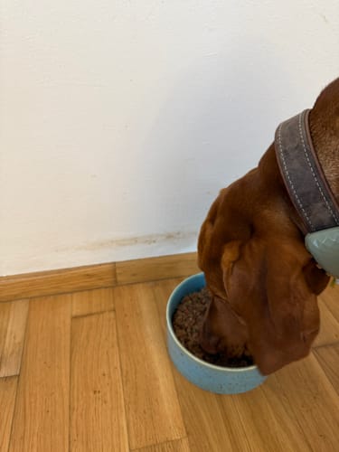 Customer photo review of Frischfutter für Energiebedarf von 776 kCal/Tag